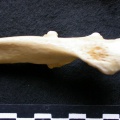 Ulna : partie proximale