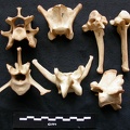 Vertèbres (20439 visites) Canis lupus - Mâle - AdulteCollection : Centre d'Investigation Portugais d'Archéologie, Lisbonne (... Vertèbres