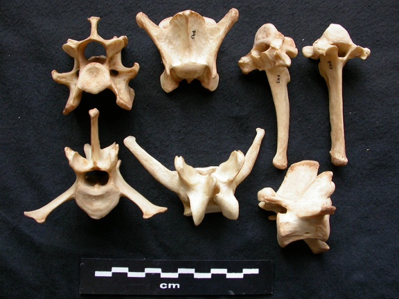 Vertèbres (20390 visites) Canis lupus - Mâle - AdulteCollection : Centre d'Investigation Portugais d'Archéologie, Lisbonne (... Vertèbres