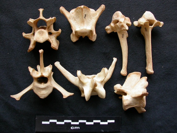 Vertèbres (21198 visites) Canis lupus - Mâle - AdulteCollection : Centre d'Investigation Portugais d'Archéologie, Lisbonne (... Vertèbres