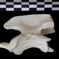 Axis (15528 visites) Canis lupus - AdulteCollection : Centre d'Investigation Portugais d'Archéologie, Lisbonne (Id:CIPA1... Axis