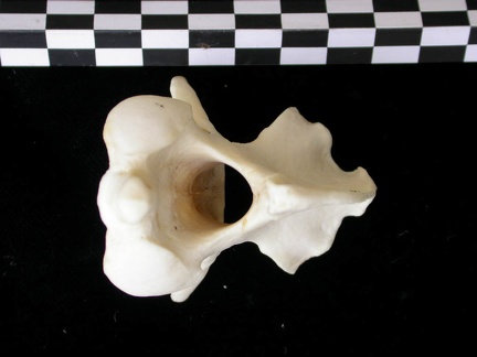 Axis (12417 visites) Canis lupus - AdulteCollection : Centre d'Investigation Portugais d'Archéologie, Lisbonne (Id:CIPA1... Axis