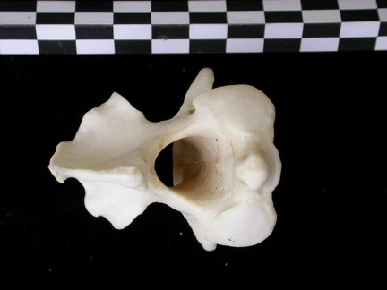 Axis (12232 visites) Canis lupus - AdulteCollection : Centre d'Investigation Portugais d'Archéologie, Lisbonne (Id:CIPA1... Axis