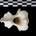 Cl2-Axis5.jpg