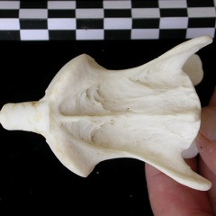 Axis (11838 visites) Canis lupus - AdulteCollection : Centre d'Investigation Portugais d'Archéologie, Lisbonne (Id:CIPA1... Axis