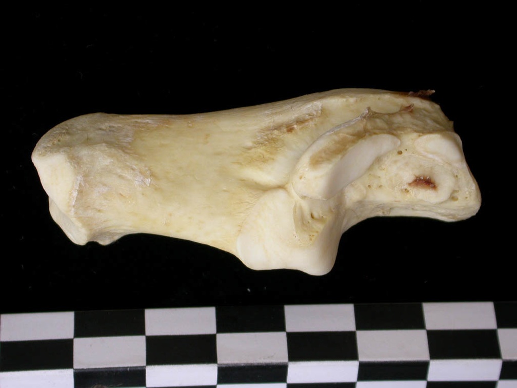 Calcanéus (9857 visites) Canis lupus - Adulte - Élément droitCollection : Centre d'Investigation Portugais d'Archéologie, ... Calcanéus