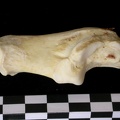 Calcanéus (9864 visites) Canis lupus - Adulte - Élément droitCollection : Centre d'Investigation Portugais d'Archéologie, ... Calcanéus