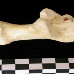 Calcanéus (9658 visites) Canis lupus - Adulte - Élément droitCollection : Centre d'Investigation Portugais d'Archéologie, ... Calcanéus