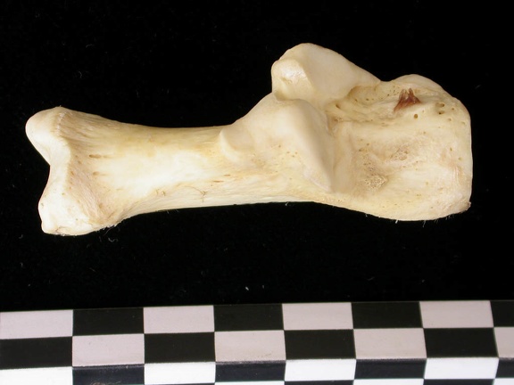Calcanéus (10019 visites) Canis lupus - Adulte - Élément droitCollection : Centre d'Investigation Portugais d'Archéologie, ... Calcanéus