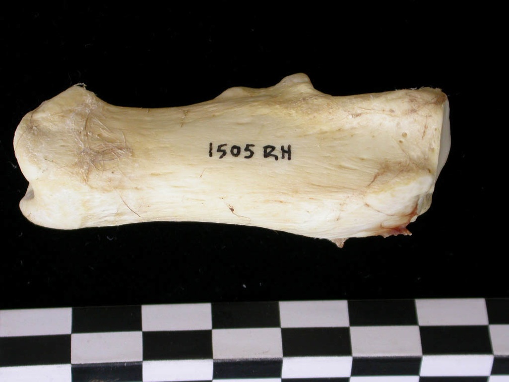 Calcanéus (9048 visites) Canis lupus - Adulte - Élément droitCollection : Centre d'Investigation Portugais d'Archéologie, ... Calcanéus