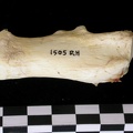 Calcanéus (9045 visites) Canis lupus - Adulte - Élément droitCollection : Centre d'Investigation Portugais d'Archéologie, ... Calcanéus