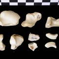 Carpe (53826 visites) Canis lupus - Adulte - Éléments droitsCollection : Centre d'Investigation Portugais d'Archéologie... Carpe