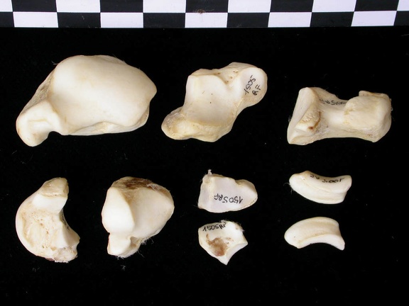 Carpe (53778 visites) Canis lupus - Adulte - Éléments droitsCollection : Centre d'Investigation Portugais d'Archéologie... Carpe