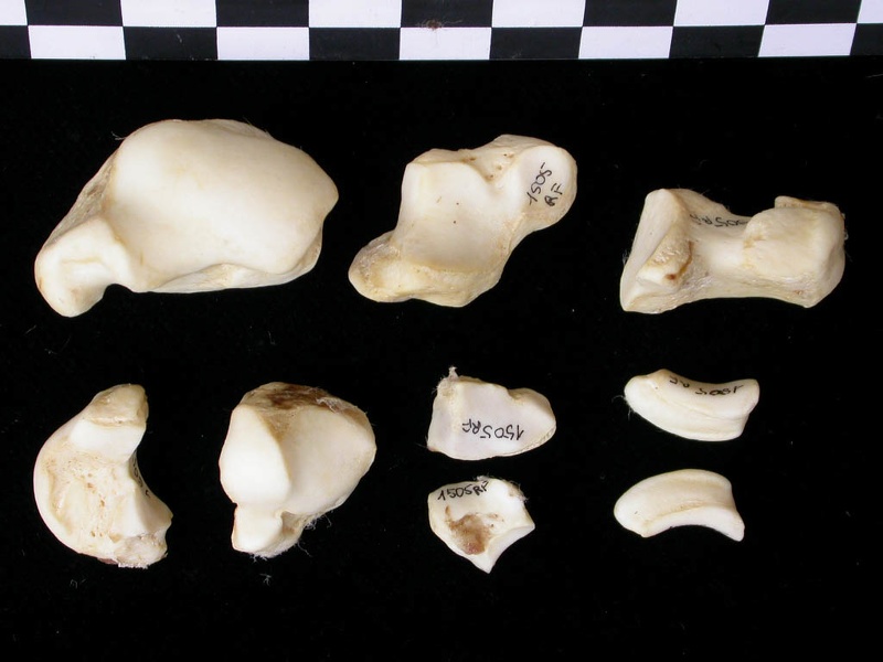 Carpe (53826 visites) Canis lupus - Adulte - Éléments droitsCollection : Centre d'Investigation Portugais d'Archéologie... Carpe