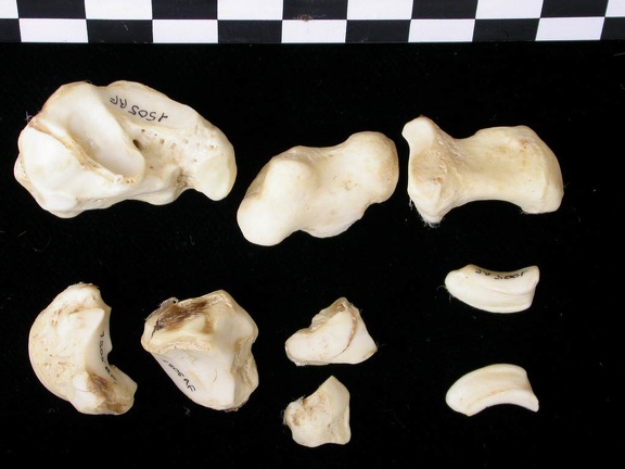 Carpe (53397 visites) Canis lupus - Adulte - Éléments droitsCollection : Centre d'Investigation Portugais d'Archéologie... Carpe
