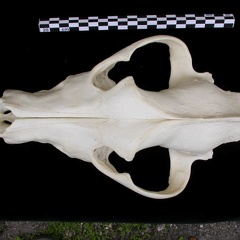 Crâne : vue frontale (8080 visites) Canis lupus - AdulteCollection : Centre d'Investigation Portugais d'Archéologie, Lisbonne (Id:CIPA1... Crâne : vue frontale