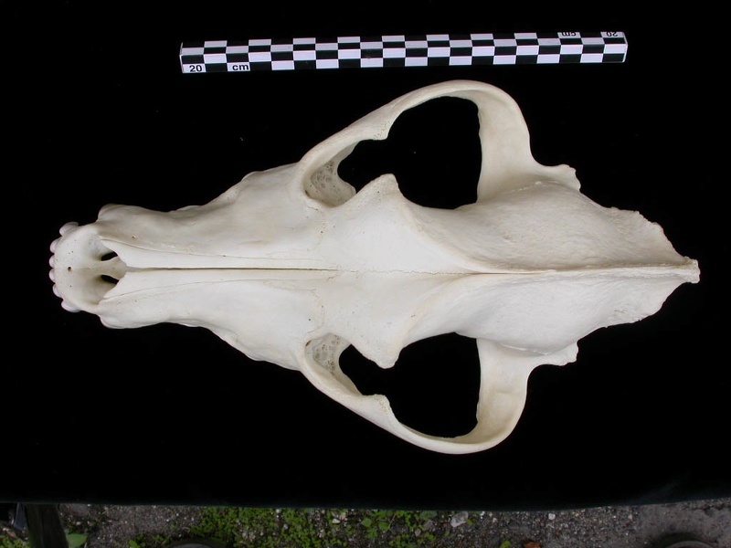 Crâne : vue frontale (8080 visites) Canis lupus - AdulteCollection : Centre d'Investigation Portugais d'Archéologie, Lisbonne (Id:CIPA1... Crâne : vue frontale