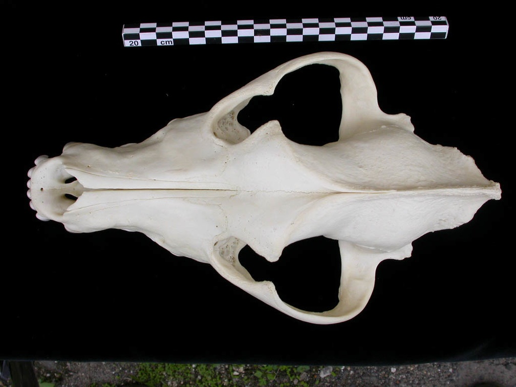 Crâne : vue frontale (7593 visites) Canis lupus - AdulteCollection : Centre d'Investigation Portugais d'Archéologie, Lisbonne (Id:CIPA1... Crâne : vue frontale