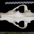 Crâne : vue frontale (7560 visites) Canis lupus - AdulteCollection : Centre d'Investigation Portugais d'Archéologie, Lisbonne (Id:CIPA1... Crâne : vue frontale