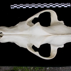 Crâne : vue frontale (7561 visites) Canis lupus - AdulteCollection : Centre d'Investigation Portugais d'Archéologie, Lisbonne (Id:CIPA1... Crâne : vue frontale