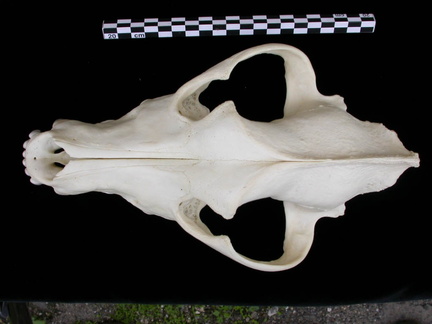 Crâne : vue frontale