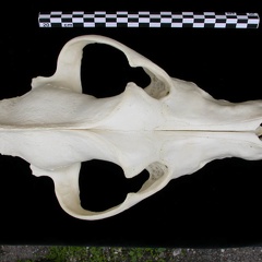 Crâne : vue frontale (7813 visites) Canis lupus - AdulteCollection : Centre d'Investigation Portugais d'Archéologie, Lisbonne (Id:CIPA1... Crâne : vue frontale