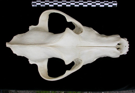 Crâne : vue frontale (7812 visites) Canis lupus - AdulteCollection : Centre d'Investigation Portugais d'Archéologie, Lisbonne (Id:CIPA1... Crâne : vue frontale