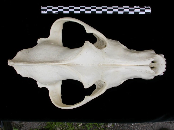 Crâne : vue frontale (8145 visites) Canis lupus - AdulteCollection : Centre d'Investigation Portugais d'Archéologie, Lisbonne (Id:CIPA1... Crâne : vue frontale