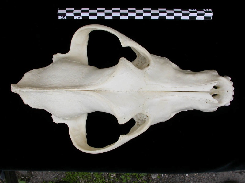 Crâne : vue frontale (7814 visites) Canis lupus - AdulteCollection : Centre d'Investigation Portugais d'Archéologie, Lisbonne (Id:CIPA1... Crâne : vue frontale