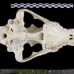 Crâne : vue ventrale (7638 visites) Canis lupus - AdulteCollection : Centre d'Investigation Portugais d'Archéologie, Lisbonne (Id:CIPA1... Crâne : vue ventrale