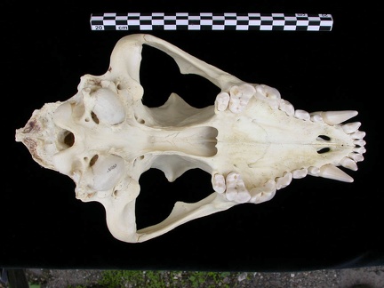 Crâne : vue ventrale (7643 visites) Canis lupus - AdulteCollection : Centre d'Investigation Portugais d'Archéologie, Lisbonne (Id:CIPA1... Crâne : vue ventrale