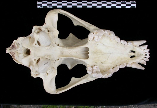 Crâne : vue ventrale (7635 visites) Canis lupus - AdulteCollection : Centre d'Investigation Portugais d'Archéologie, Lisbonne (Id:CIPA1... Crâne : vue ventrale