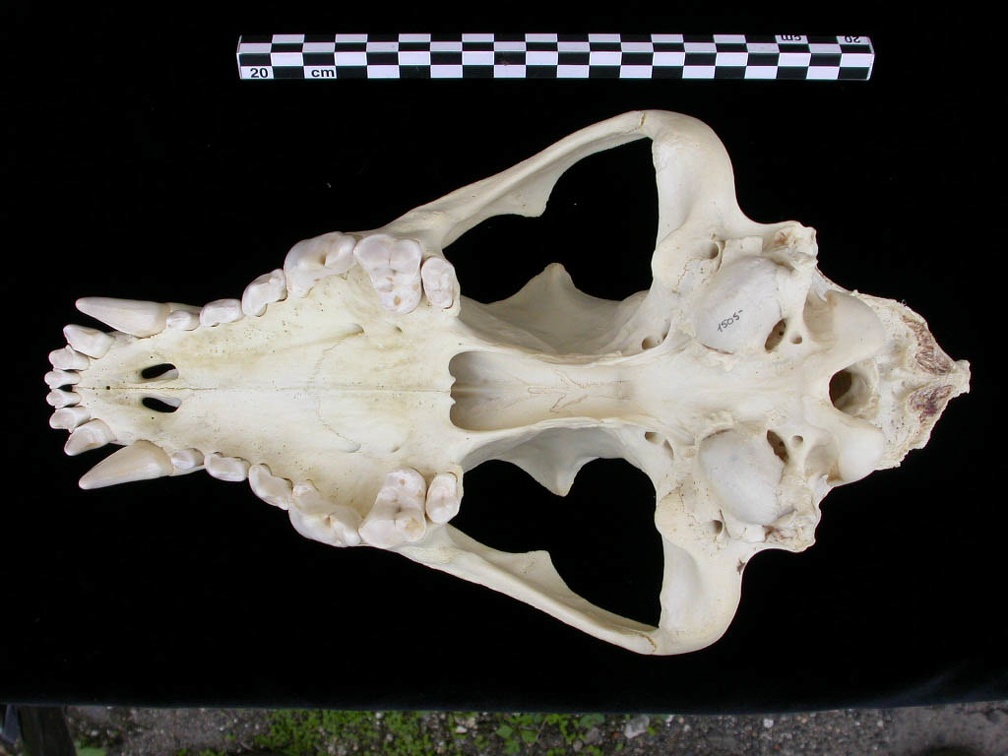 Crâne : vue ventrale (7526 visites) Canis lupus - AdulteCollection : Centre d'Investigation Portugais d'Archéologie, Lisbonne (Id:CIPA1... Crâne : vue ventrale