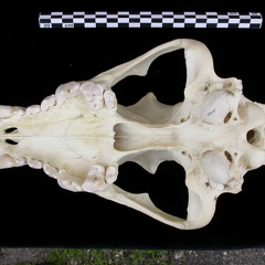 Crâne : vue ventrale (7517 visites) Canis lupus - AdulteCollection : Centre d'Investigation Portugais d'Archéologie, Lisbonne (Id:CIPA1... Crâne : vue ventrale