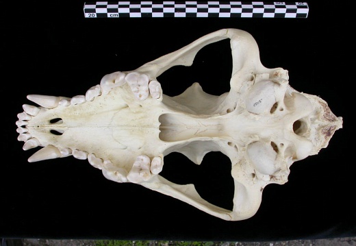 Crâne : vue ventrale (7516 visites) Canis lupus - AdulteCollection : Centre d'Investigation Portugais d'Archéologie, Lisbonne (Id:CIPA1... Crâne : vue ventrale