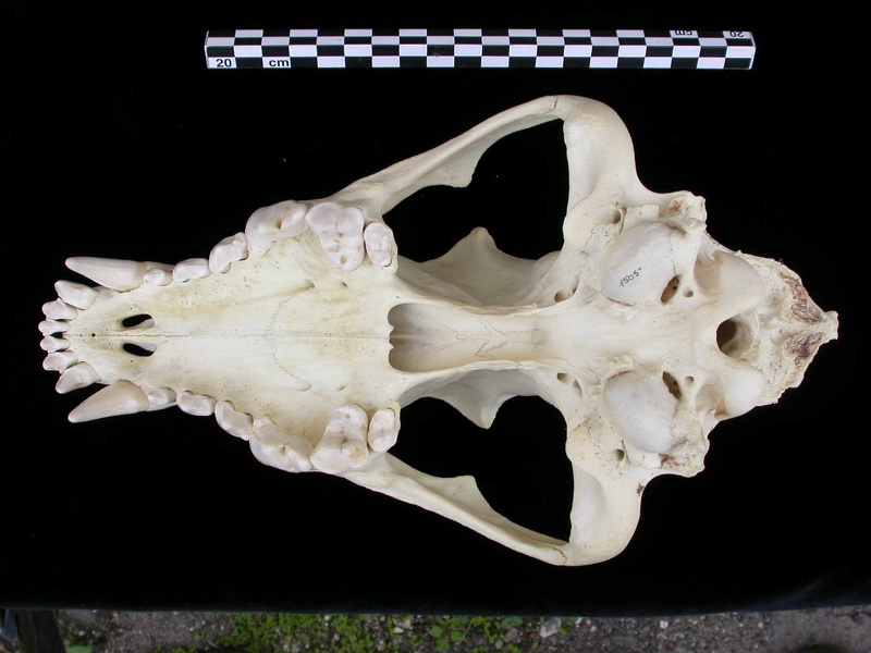 Crâne : vue ventrale (7518 visites) Canis lupus - AdulteCollection : Centre d'Investigation Portugais d'Archéologie, Lisbonne (Id:CIPA1... Crâne : vue ventrale