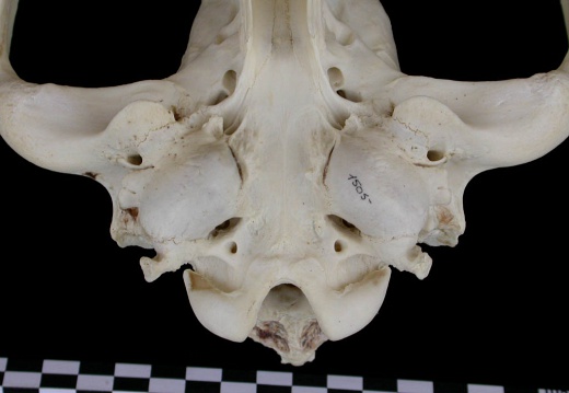 Crâne : vue ventrale (7231 visites) Canis lupus - AdulteCollection : Centre d'Investigation Portugais d'Archéologie, Lisbonne (Id:CIPA1... Crâne : vue ventrale