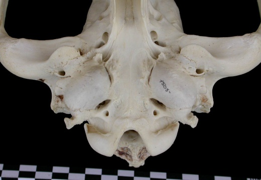 Skull: ventral sight