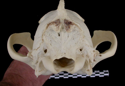Skull: posterior view
