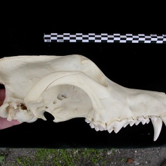 Crâne : vue latérale droite (7333 visites) Canis lupus - AdulteCollection : Centre d'Investigation Portugais d'Archéologie, Lisbonne (Id:CIPA1... Crâne : vue latérale droite