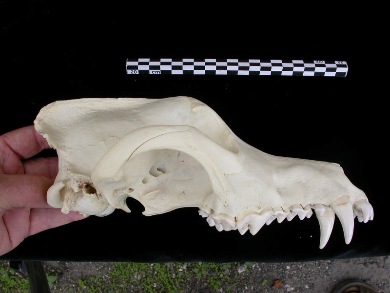 Crâne : vue latérale droite (7334 visites) Canis lupus - AdulteCollection : Centre d'Investigation Portugais d'Archéologie, Lisbonne (Id:CIPA1... Crâne : vue latérale droite