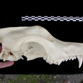 Crâne : vue latérale droite (7363 visites) Canis lupus - AdulteCollection : Centre d'Investigation Portugais d'Archéologie, Lisbonne (Id:CIPA1... Crâne : vue latérale droite
