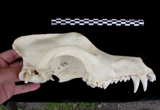 Crâne : vue latérale droite (7356 visites) Canis lupus - AdulteCollection : Centre d'Investigation Portugais d'Archéologie, Lisbonne (Id:CIPA1... Crâne : vue latérale droite
