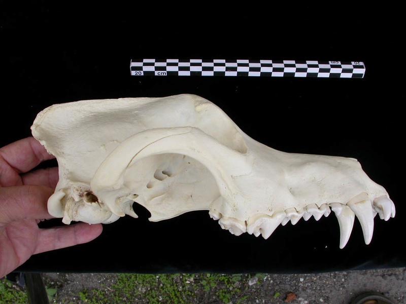 Crâne : vue latérale droite (7364 visites) Canis lupus - AdulteCollection : Centre d'Investigation Portugais d'Archéologie, Lisbonne (Id:CIPA1... Crâne : vue latérale droite