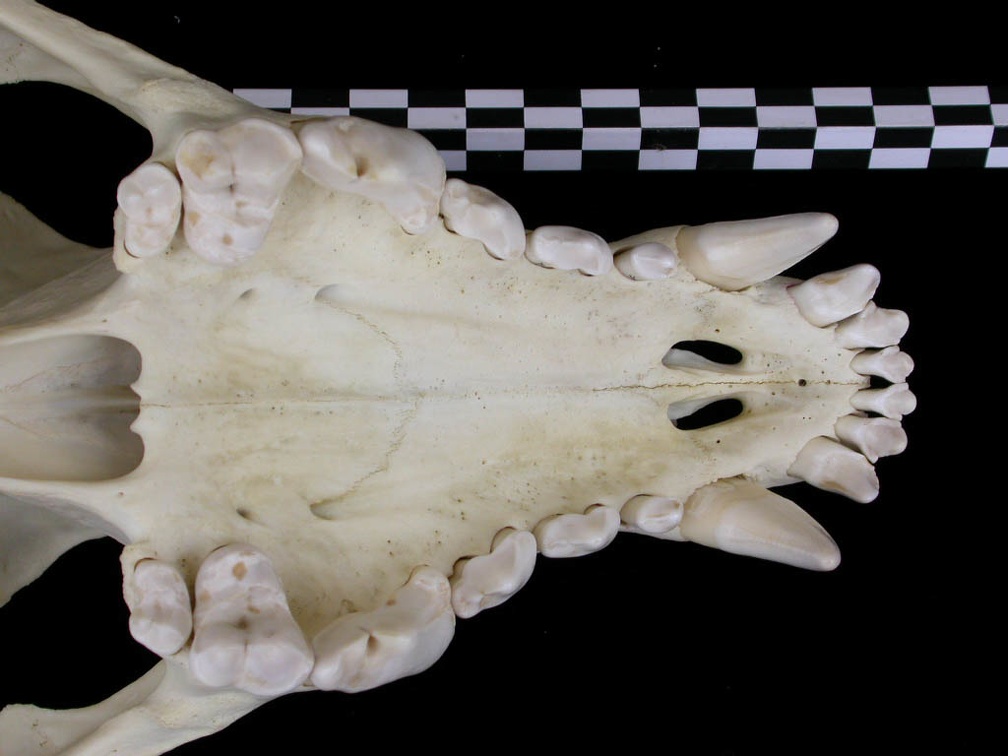 Crâne : maxillaires et os incisif (7861 visites) Canis lupus - AdulteCollection : Centre d'Investigation Portugais d'Archéologie, Lisbonne (Id:CIPA1... Crâne : maxillaires et os incisif