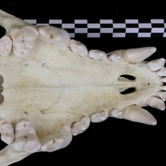 Crâne : maxillaires et os incisif (7870 visites) Canis lupus - AdulteCollection : Centre d'Investigation Portugais d'Archéologie, Lisbonne (Id:CIPA1... Crâne : maxillaires et os incisif