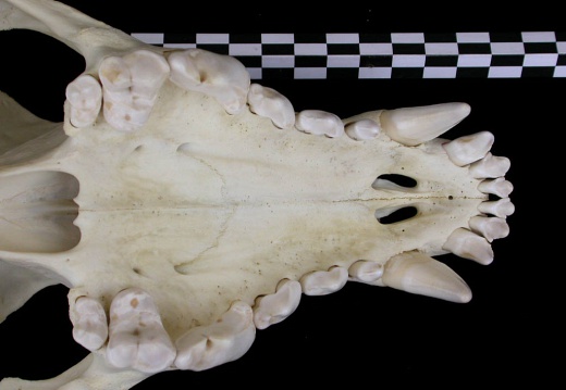 Skull: jawbones and incisive bone