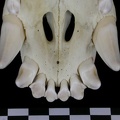 Crâne : os incisif (7162 visites) Canis lupus - AdulteCollection : Centre d'Investigation Portugais d'Archéologie, Lisbonne (Id:CIPA1... Crâne : os incisif