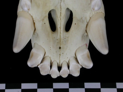 Crâne : os incisif (7164 visites) Canis lupus - AdulteCollection : Centre d'Investigation Portugais d'Archéologie, Lisbonne (Id:CIPA1... Crâne : os incisif