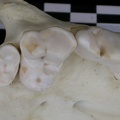 Dentition supérieure (7153 visites) Canis lupus - AdulteCollection : Centre d'Investigation Portugais d'Archéologie, Lisbonne (Id:CIPA1... Dentition supérieure